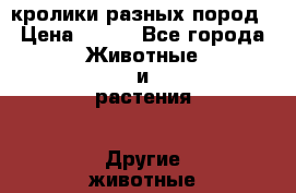 кролики разных пород › Цена ­ 200 - Все города Животные и растения » Другие животные   . Адыгея респ.,Адыгейск г.